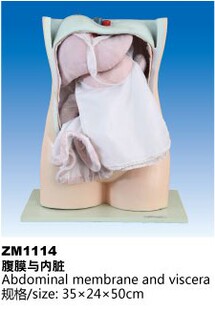 ZM1114腹膜与内脏解剖模型