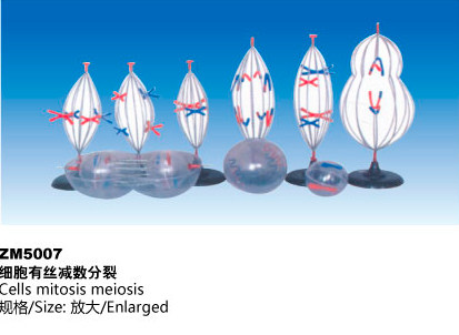 ZM5007细胞有丝减数分裂解剖模型