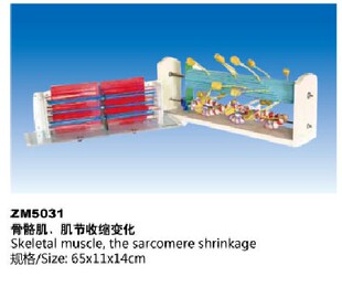 ZM5031骨骼肌,肌节收缩变化解剖模型