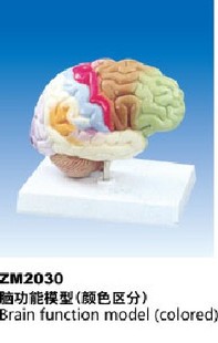 ZM2030脑功能模型 解剖模型 颜色分区