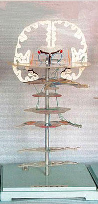 ZM1210浅部感觉传导路