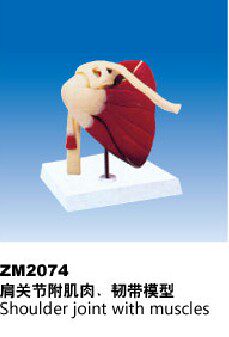 ZM2074肩关节附肌肉韧带模型