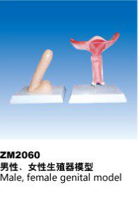ZM2060男性生殖器解剖模型，女性生殖器解剖模型