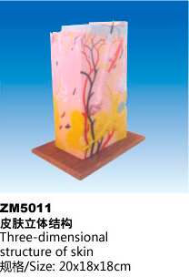 ZM5011皮肤立体结构解剖模型