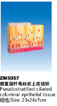 ZM5057假复层纤毛柱状上皮组织解剖模型
