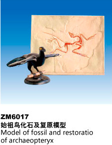 ZM6017始祖鸟化石及复原解剖模型