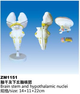 ZM1151脑干及下丘脑核团解剖模型