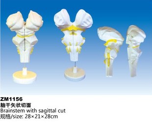 ZM1156脑干矢状切面解剖模型