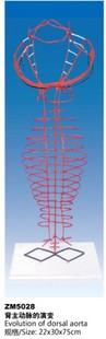 ZM5028背主动脉 演变解剖模型