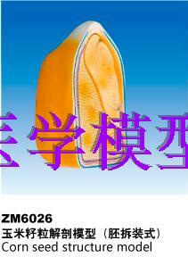 式 ZM6026玉米籽粒解剖模型 胚拆装