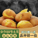 云南会泽高山红皮黄心合作88号大土豆新鲜农家老品种开花洋芋10斤