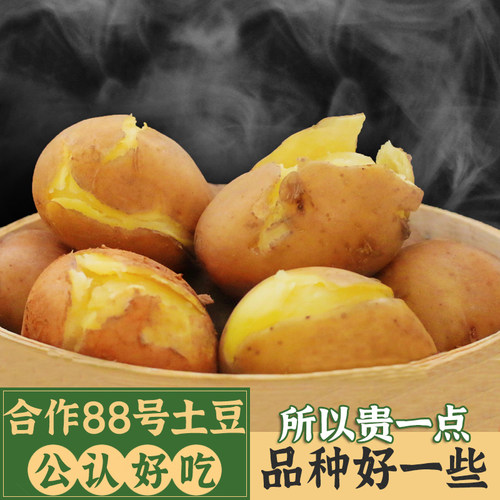云南会泽高山红皮黄心合作88号大土豆新鲜农家老品种开花洋芋10斤 - 封面