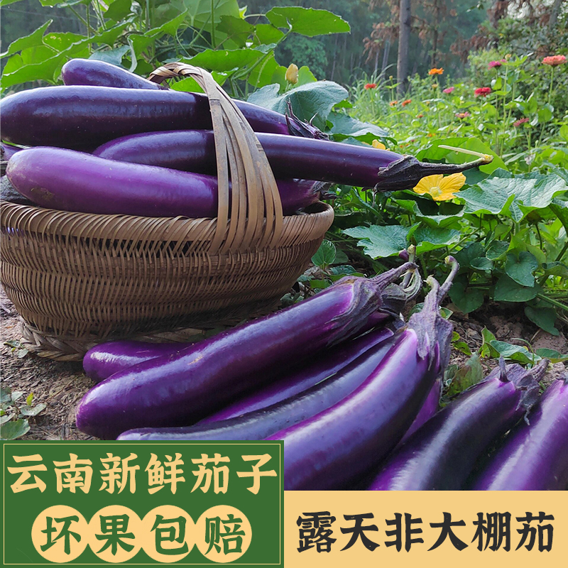 淘菜菜云南农家本地老品种紫长茄子10斤新鲜应当季露天种植蔬菜-封面