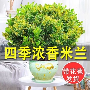 香水米兰花盆栽花卉植物四季开花浓香好养老桩盆景驱蚊绿植