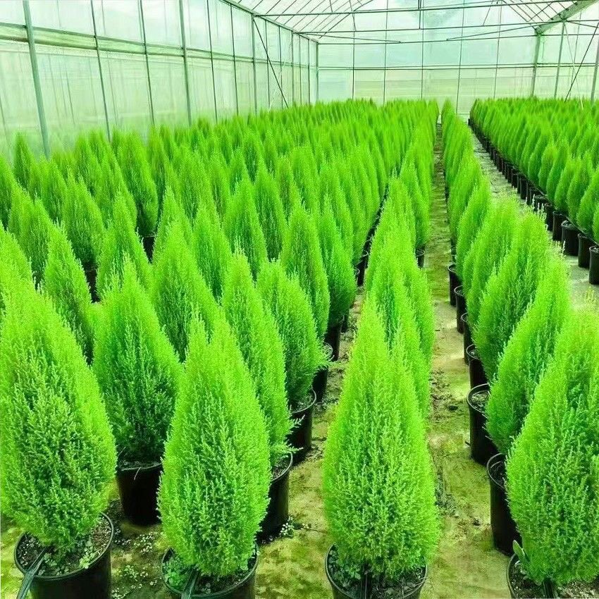 小香松庭院绿植秋天圣诞树好养活多年生耐寒阳台庭院懒人植物盆栽