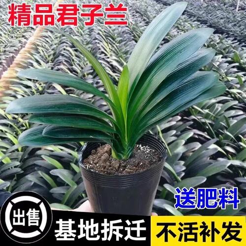 君子兰盆栽四季老苗花卉植物
