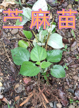 广西野生苎麻苗根新鲜白青麻细根叶子贮麻根贮麻叶中草药材住麻