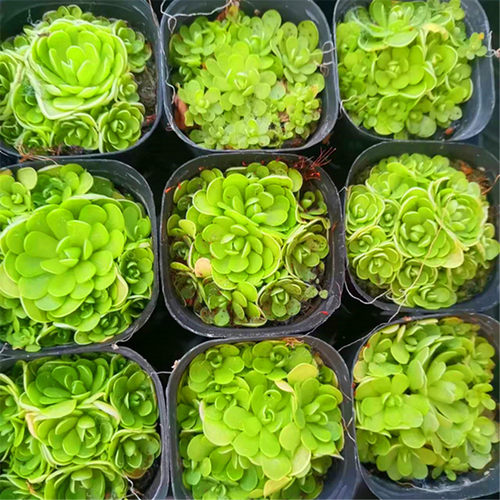爱丝捕虫堇爆盆群生多肉食虫植物食人花驱蚊草办公室绿植新手盆栽