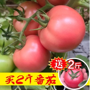 攀枝花米易现摘西红柿新鲜自然熟生吃10斤带包装水果生吃沙瓤番茄