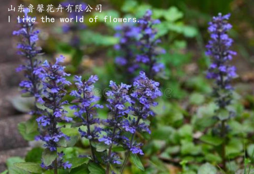 鲁馨筋骨草盆栽宿根植物