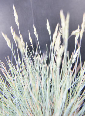 【鲁馨】四季常绿花镜植物蓝羊茅花苗盆栽花园观叶多年生观赏草