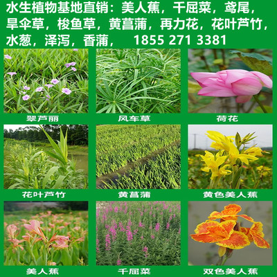 水培花卉植物美人蕉梭鱼草再力花