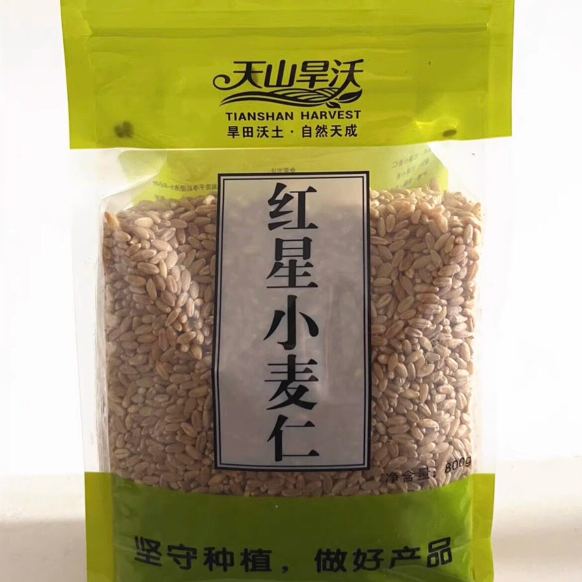 天山旱沃红星小麦仁新疆生苗榨汁