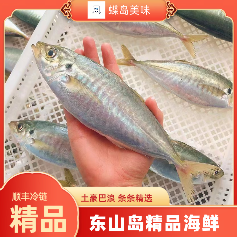 东山岛生态养殖巴浪鱼竹荚鱼刺身土豪巴浪鱼新鲜活冻肉质肥美顺丰