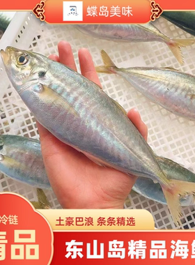 东山岛生态养殖巴浪鱼竹荚鱼刺身土豪巴浪鱼新鲜活冻肉质肥美顺丰