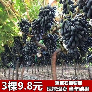 蓝宝石葡萄果树苖阳光玫瑰耐寒南北方种植盆地栽庭院爬藤当年结果
