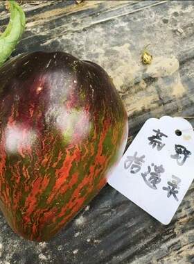 至尊版反叛者战斗机3粒种子 花青素条纹牛心番茄