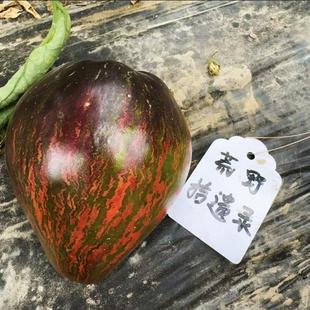 至尊版反叛者战斗机3粒种子 花青素条纹牛心番茄