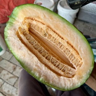 阿拉伯克扎德 甜瓜种子10粒 绿皮红肉口感脆 甜度高 家庭园艺种植