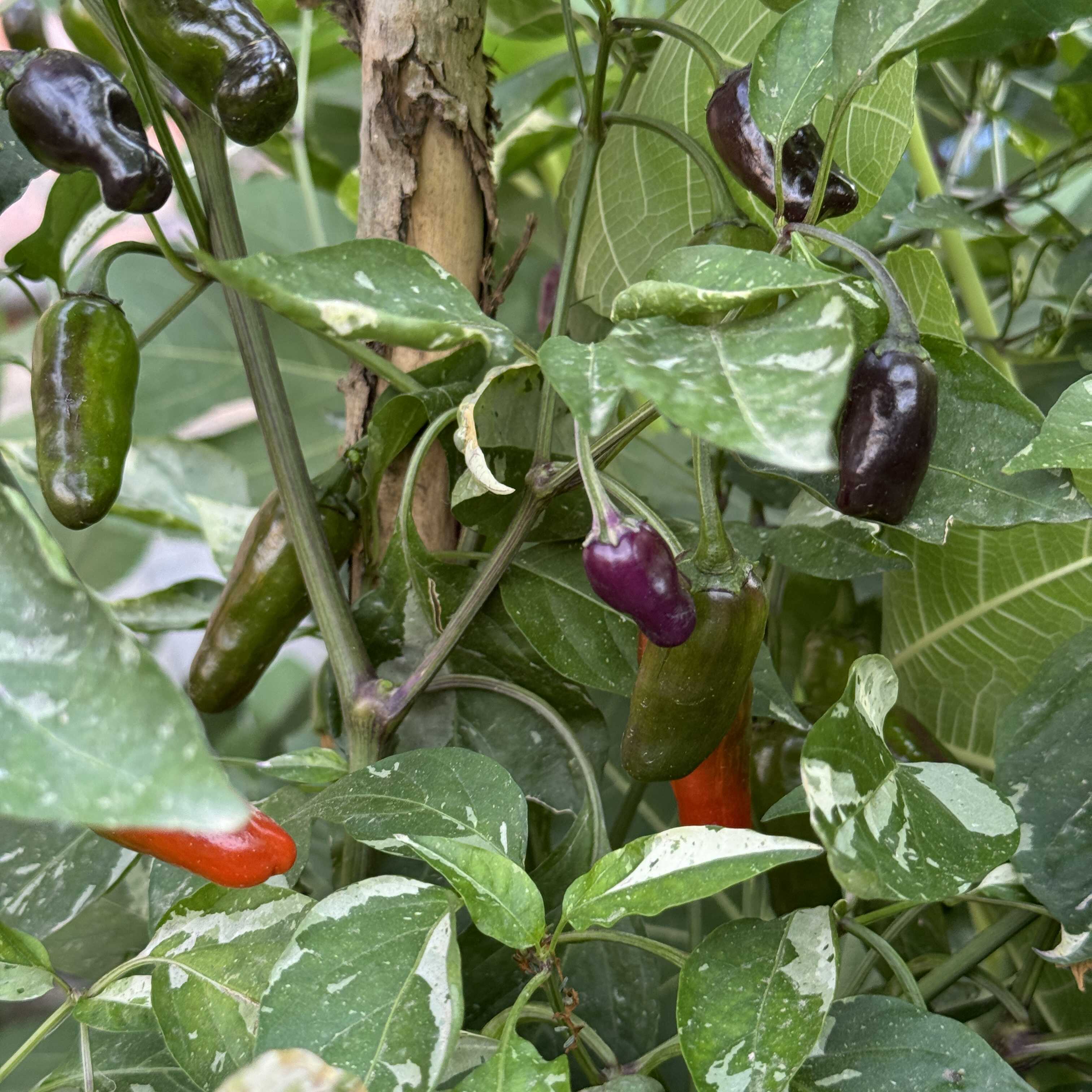 贝林格拉斯花园 bellingrath gardens  锦叶辣椒观赏盆栽庭院种植