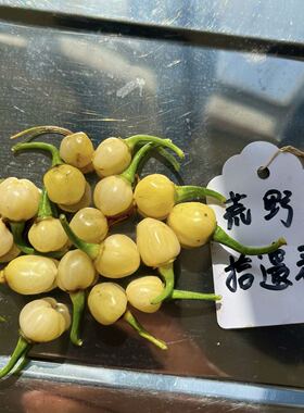 荒野CGN23258辣椒3粒 辣度事宜，家庭种植