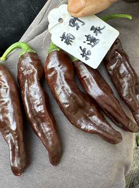 厄瓜多尔棕 Ecuadorian Brown Chili 比较辣的辣椒品种