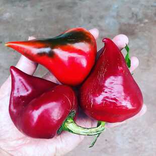 乐夏森林种子5粒 甜椒肉厚多汁甜味足 乌克兰传家宝辣椒 观赏食用