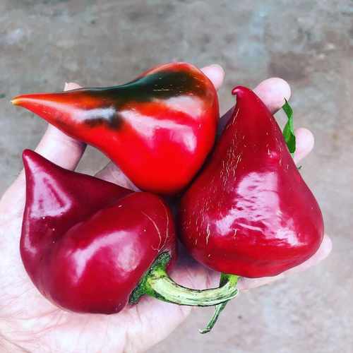 乌克兰观赏食用汁甜味足辣椒