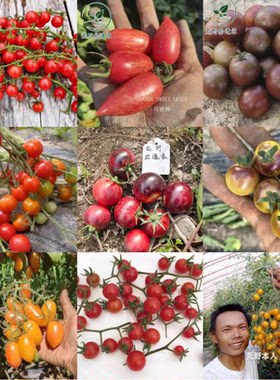 小番茄合集（荒野拾遗录）阳台盆栽家庭园艺种植鲜食甜度高易种植