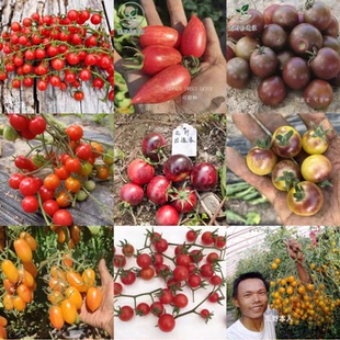 荒野拾遗录 小番茄合集 阳台盆栽家庭园艺种植鲜食甜度高易种植