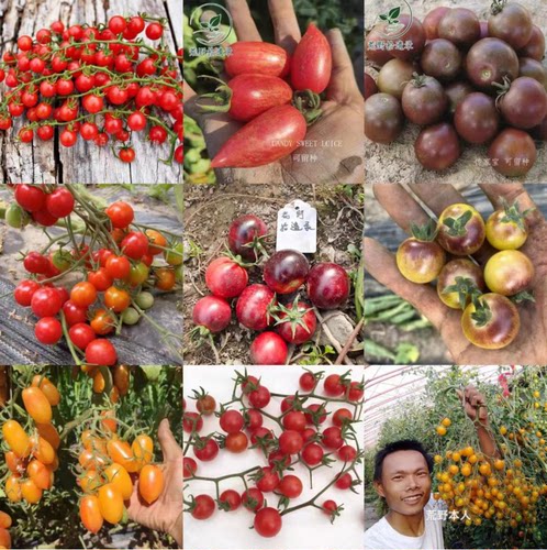 小番茄合集（荒野拾遗录）阳台盆栽家庭园艺种植鲜食甜度高易种植