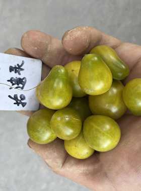 【矮生】圣诞怪杰 Grinch Cherry Dwarf  番茄种子盆栽露台种植