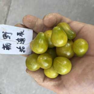 【矮生】圣诞怪杰 Grinch Cherry Dwarf  番茄种子盆栽露台种植