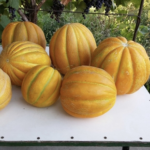 中亚传家宝甜瓜 10粒 传统老品种蜜瓜 庭院北方园艺种植