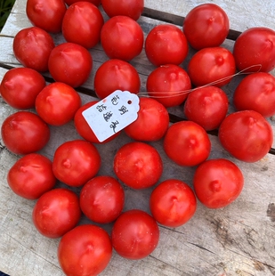 【酱用】塔兰森科庆典5粒（荒野拾遗录）满39包邮  家庭园艺种植