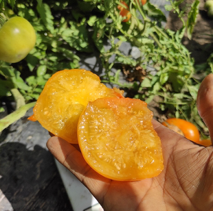 传家宝番茄巴伐利亚5粒种子 庭院德国传家宝番茄 盆栽露台种植