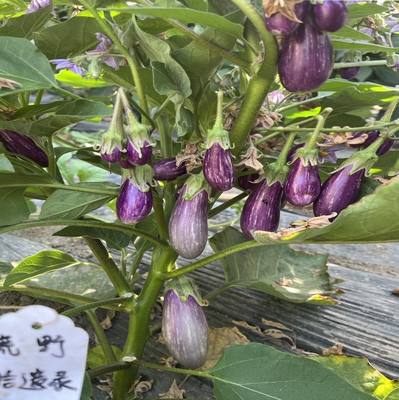 童话故事茄子种子5粒适合阳台