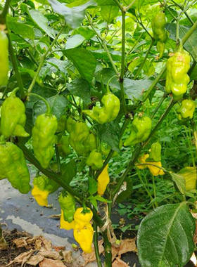7 Pot 黄色底漆辣椒  5粒 盆栽露台庭院 超级辣 老手种植