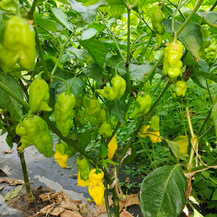 超级辣 老手种植 盆栽露台庭院 5粒 Pot 黄色底漆辣椒