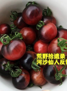 【矮化型】摩卡的樱桃矮人 Mocha's Cherry Dwarf 盆栽露台阳台种